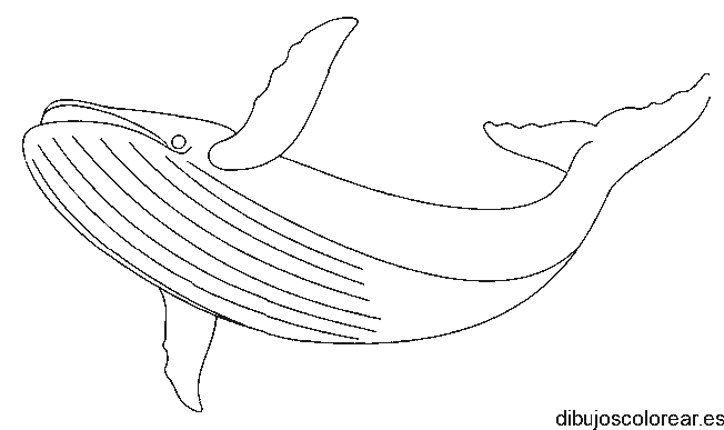 Dibujo de una orca