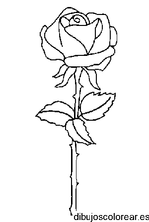 Dibujo de una bella rosa