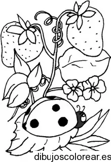 Dibujo de fresas y una tortolita