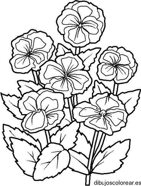 Dibujo ramo de dalias