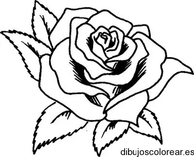 Dibujo de una rosa hermosa