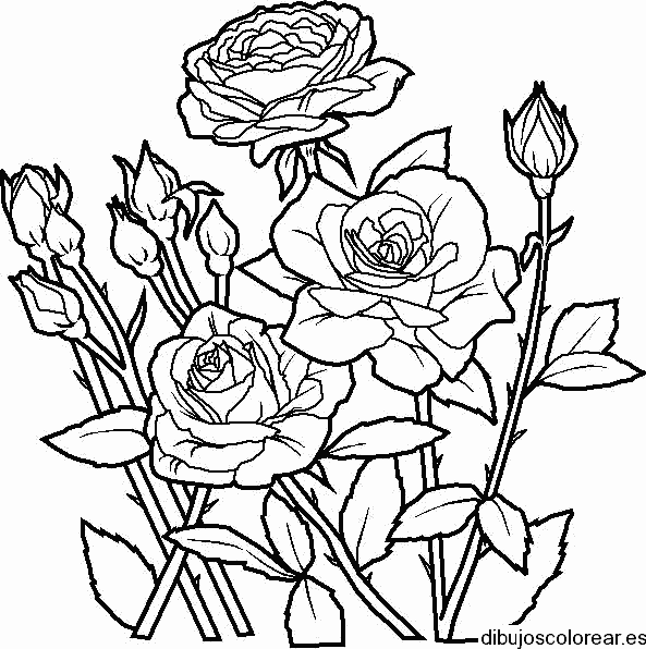 Ramo de rosas con botones de rosa