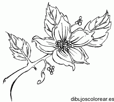 Dibujo de una  pequeña flor en rama