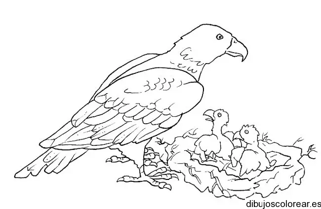 Dibujo de un loro con sus crías
