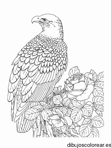 Dibujo de un loro sobre un rosal