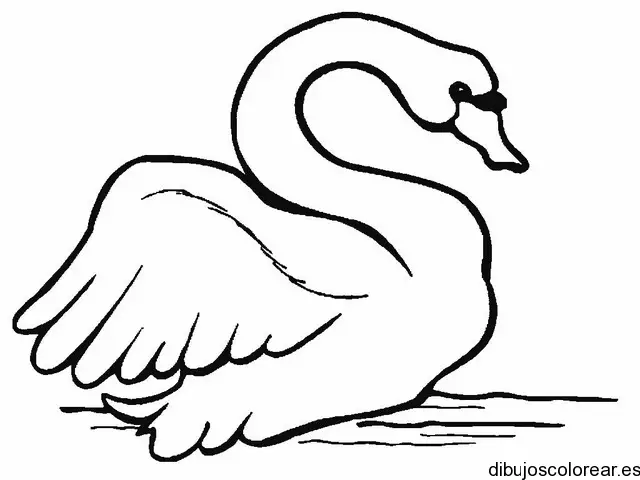Dibujo de un bello cisne