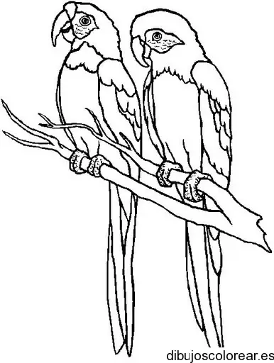 Dibujo de dos loros en una rama
