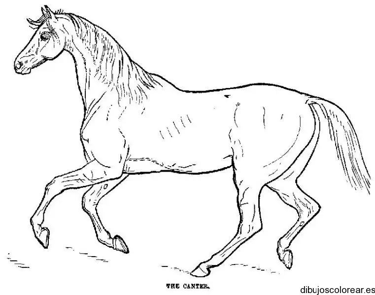 Dibujo de un bello caballo