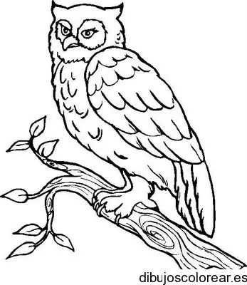 Dibujo de un búho sobre hojas