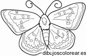 Dibujo de una gran mariposa 