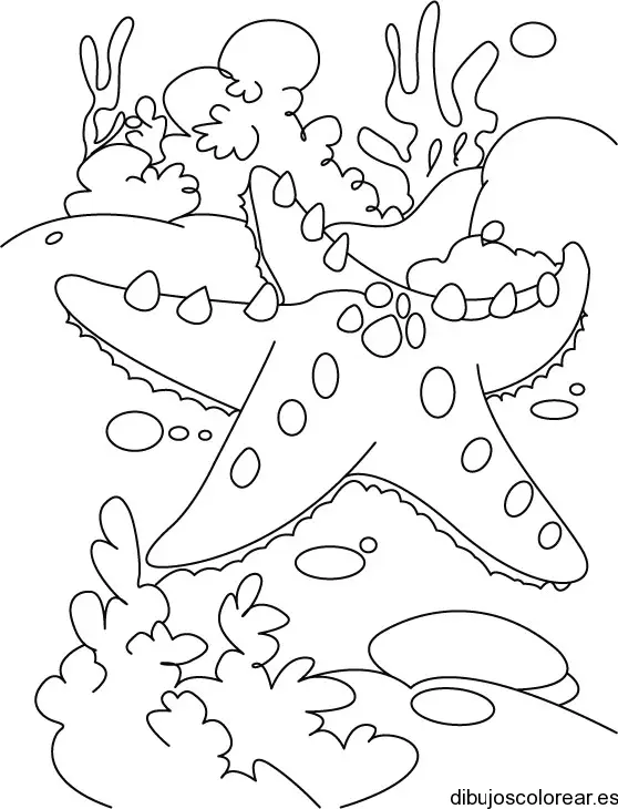 Dibujo de una estrella de mar y algas