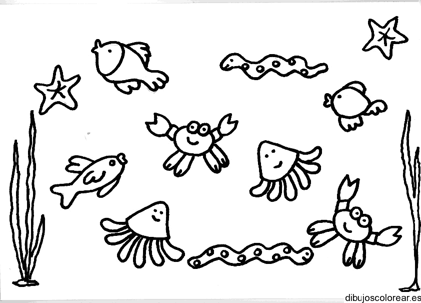 Dibujo de especies marinas