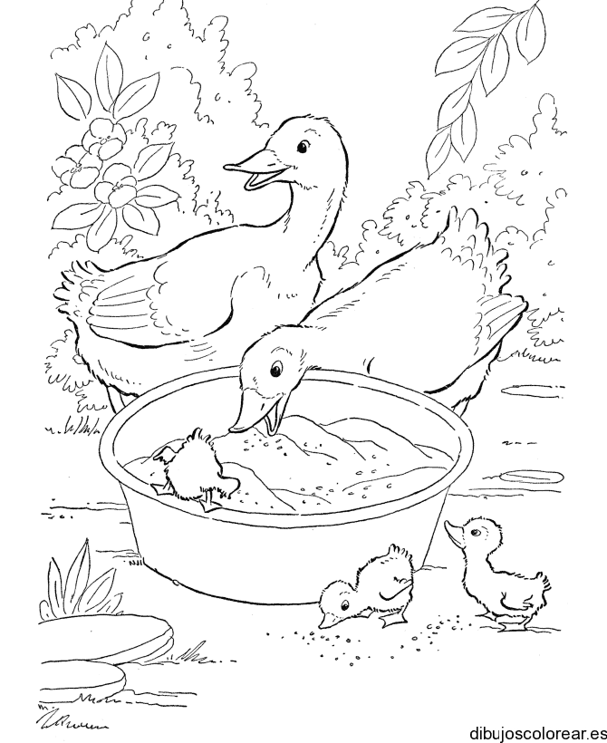Dibujo de patos comiendo