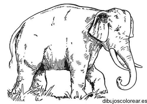 Dibujo de un elefante caminando