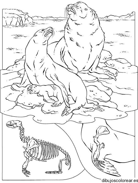 Dibujo de dos focas en el hielo