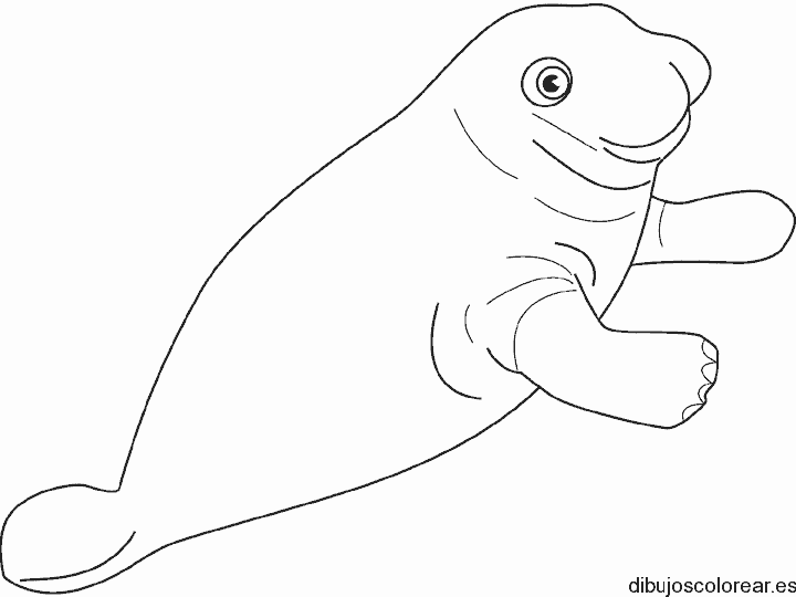 Dibujo de una pequeña foca