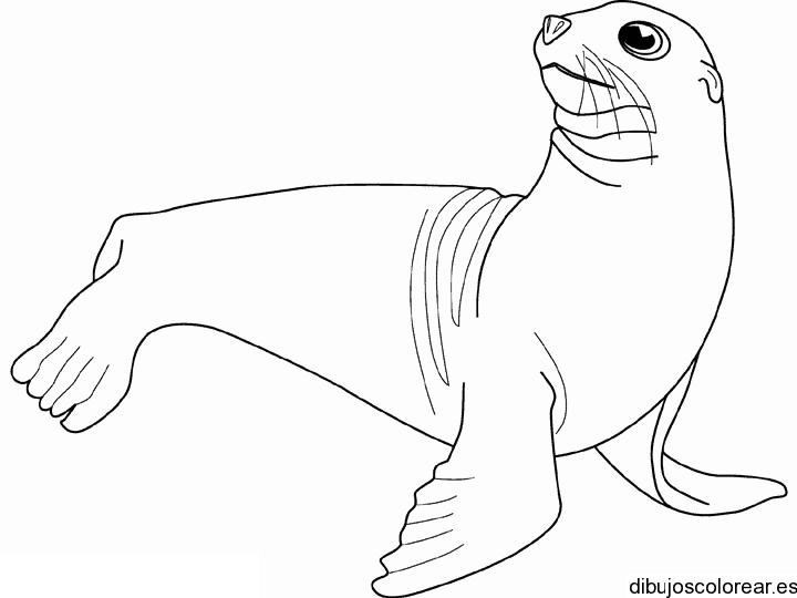Dibujo de una foca mirando
