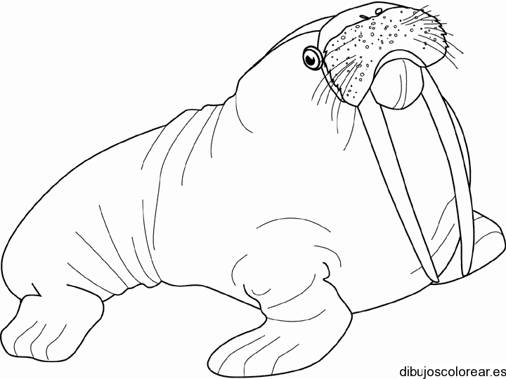 Dibujo de una foca enorme