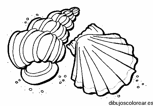 Conchas de mar