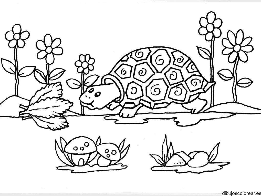 Dibujo de una tortuga en el lago
