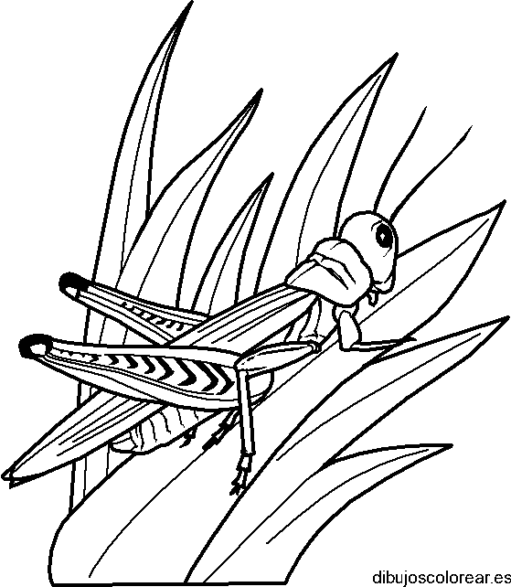 Dibujo de un saltamontes en una hoja