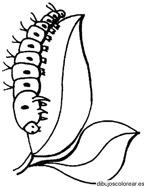 Dibujo de un ciempiés