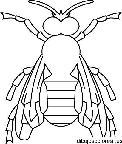 Dibujo de una mosca