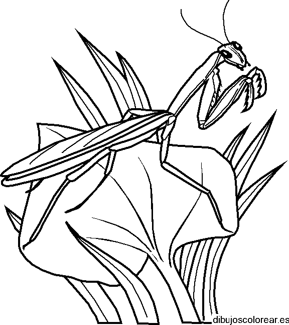 Dibujo de un saltamontes
