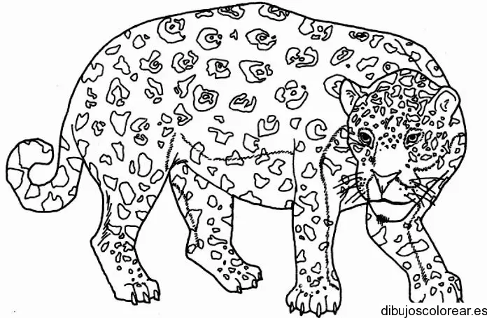 Dibujo de un tigre de bengala