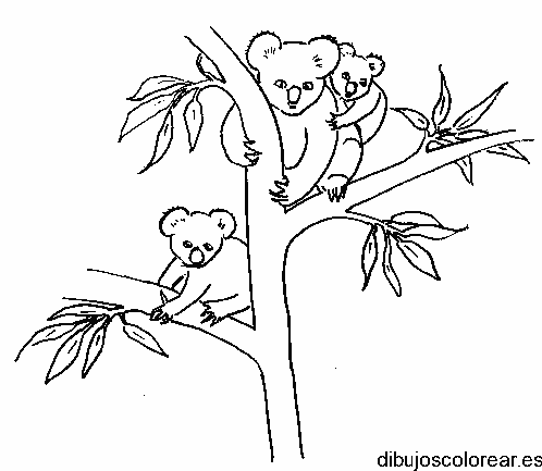 Dibujo de osos koala en un árbol