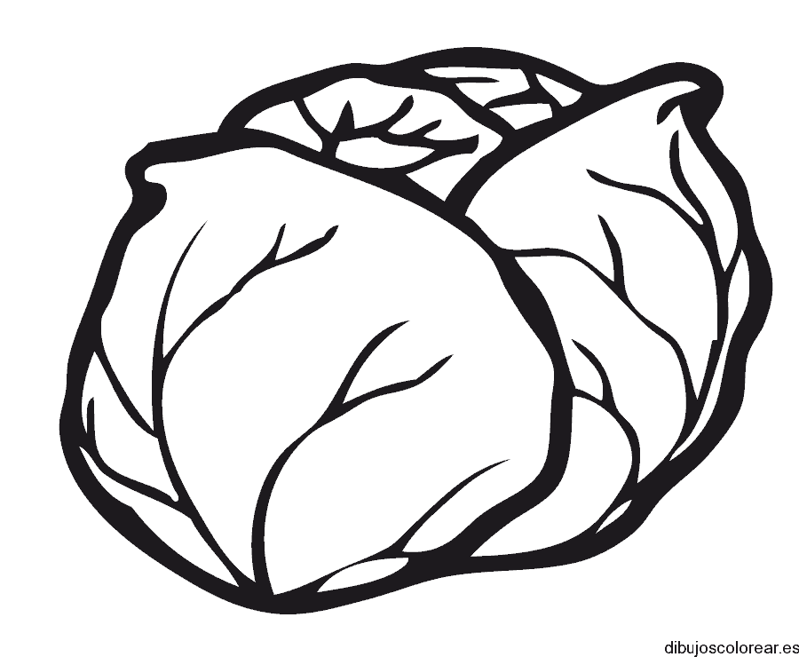 Dibujo de una lechuga escarola