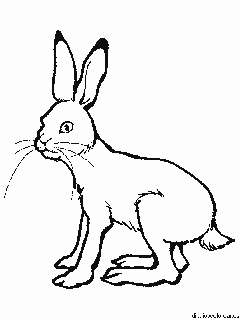 Dibujo de un conejo grande