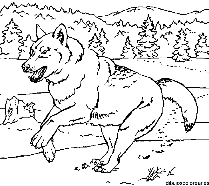 Dibujo de un lobo corriendo