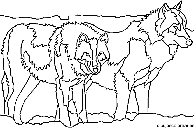 Dibujo de dos lobos
