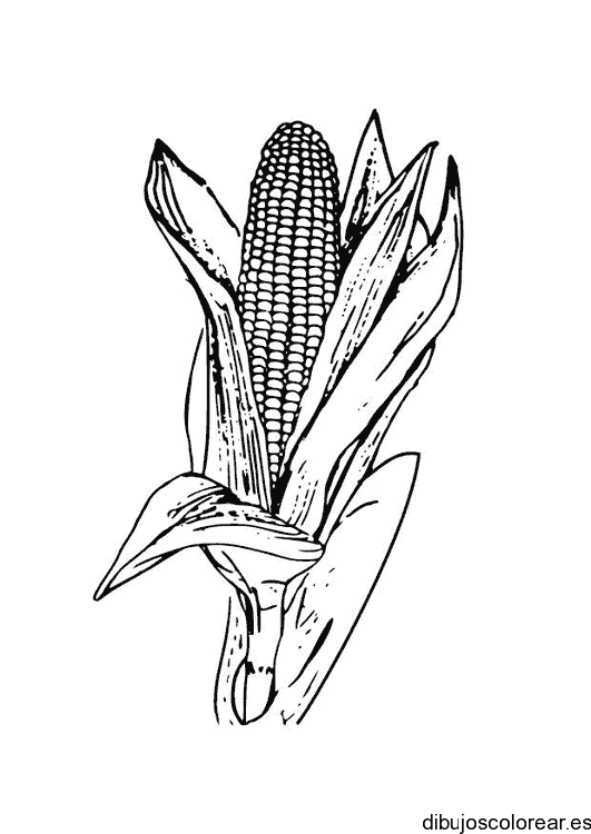 Dibujo de una mazorca de maíz