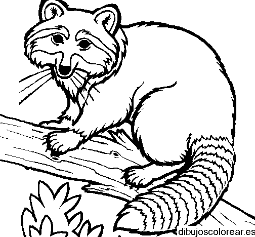 Dibujo de un mapache