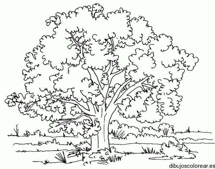 Dibujo de un gran árbol 
