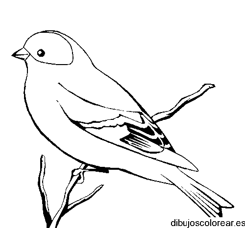 Dibujo de un pájaro petirrojo