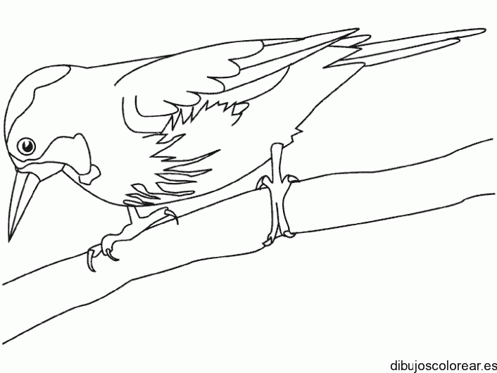 Dibujo de un pájaro carpintero