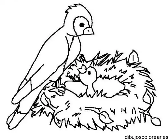 Dibujo familia de pájaros
