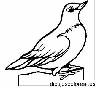 Dibujo de un jilguero