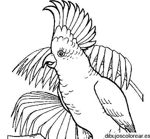 Papagayo
