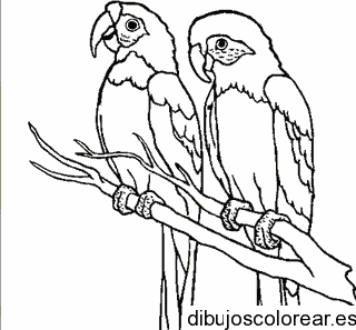 Pareja de loros