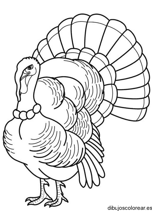 Dibujo de un pavo real