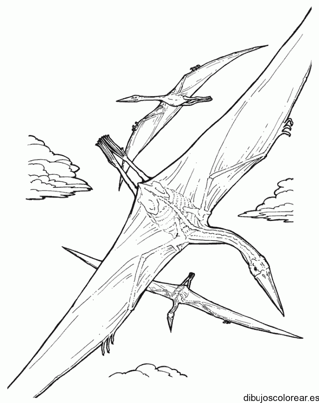 Dibujo de ave cazando 