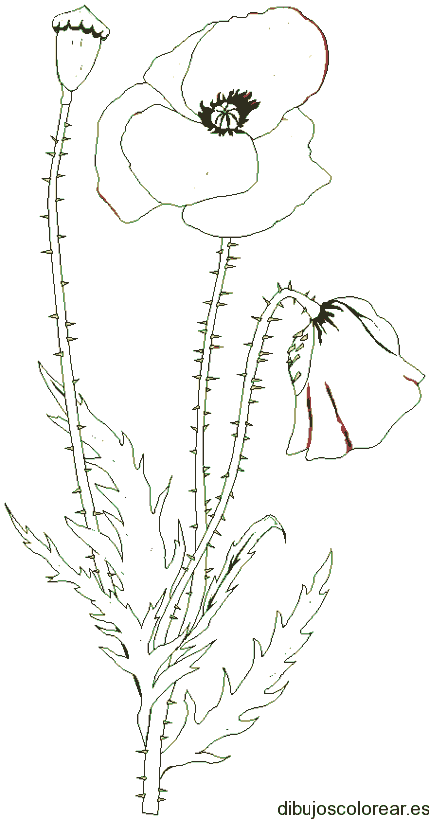 Dibujo de un geranio