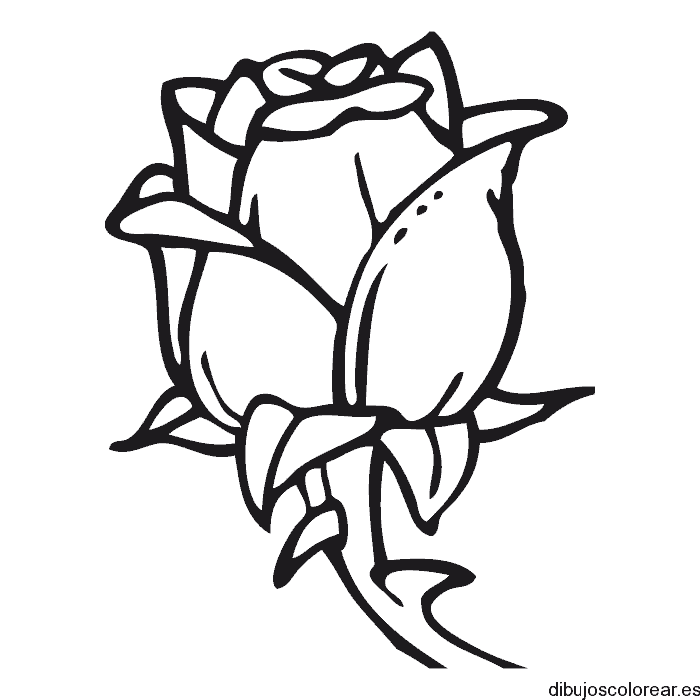 Dibujo de una enorme rosa