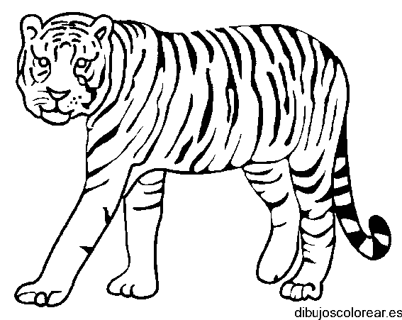Dibujo de un gran tigre