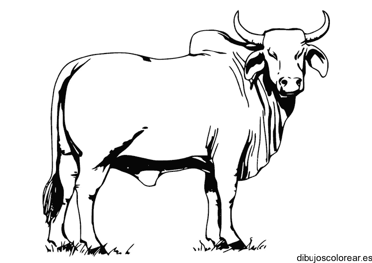 Dibujo de un toro pastando