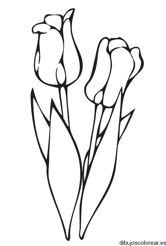 Dibujo con dos tulipanes
